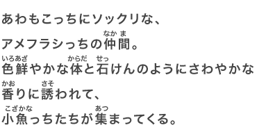 あわもこっちにソックリな、アメフラシっちの仲間。色鮮やかな体と石けんのようにさわやかな香りに誘われて、小魚っちたちが集まってくる。
