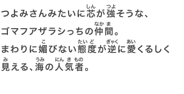 つよみさんみたいに芯が強そうな、ゴマフアザラシっちの仲間。まわりに媚びない態度が逆に愛くるしく見える、海の人気者。