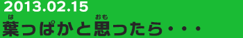 20130215　葉っぱかと思ったら・・・